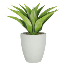 Dekorative Agave in einem Topf