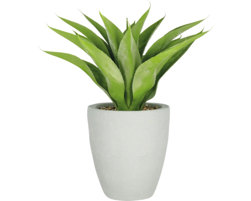 Dekorative Agave in einem Topf