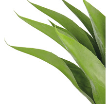 Nahaufnahme einer Aloe Vera Pflanze mit grünen Blättern