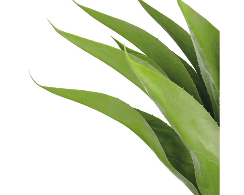 Nahaufnahme einer Aloe Vera Pflanze mit grünen Blättern