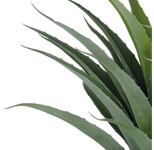 Aloe Vera Pflanze mit langen Blättern