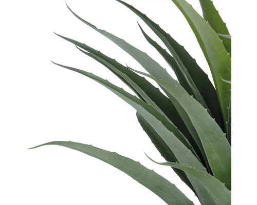 Aloe Vera Pflanze mit langen Blättern