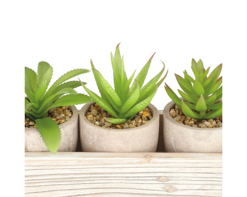Drei Sukkulenten in Töpfen auf einem Holztablett