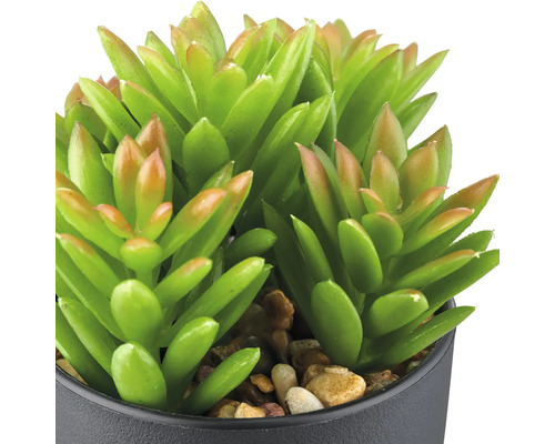 Plante succulente artificielle en pot comme décoration