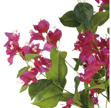 Bougainvillea-Zweig mit Blüten und Blättern