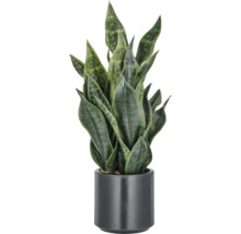 Sansevieria Pflanze im Topf