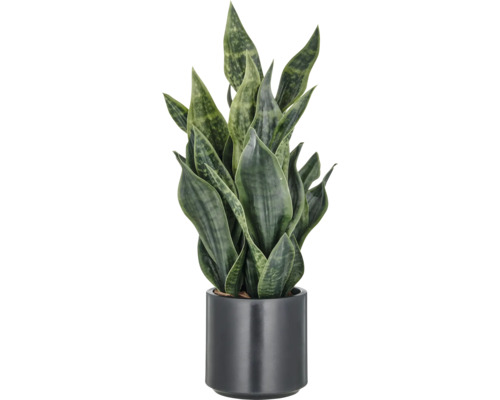Sansevieria Pflanze im Topf