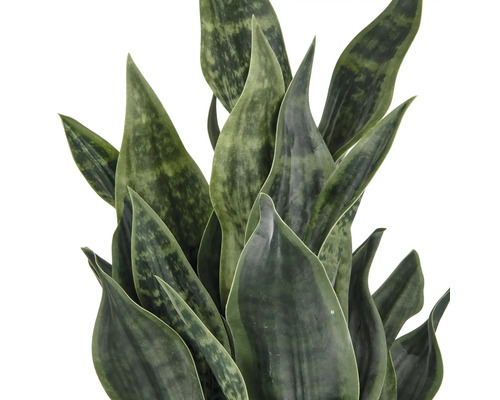 Sansevieria Zimmerpflanze mit spitz zulaufenden Blättern