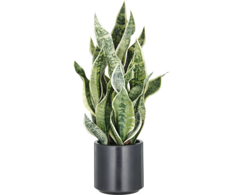 Sansevieria in einem Topf