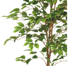 Gros plan d''un ficus artificiel avec des feuilles vertes et des branches brunes