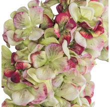 Nahaufnahme von Kunsthortensienblüten