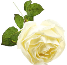 Fleur de rose décorative avec feuilles