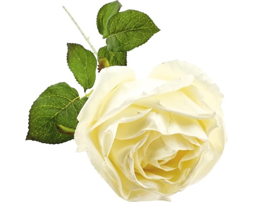 Fleur de rose décorative avec feuilles