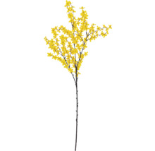 Branche de forsythia avec fleurs jaunes