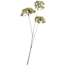 Bouquet de fleurs séchées décoratives pour la décoration intérieure