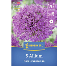 Emballage de 5 bulbes d''Allium Purple Sensation de la marque Kiepenkerl