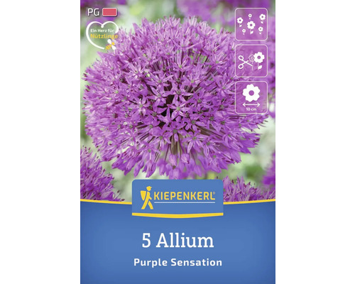 Emballage de 5 bulbes d''Allium Purple Sensation de la marque Kiepenkerl