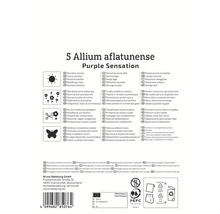 Emballage pour 5 bulbes d''Allium aflatunense Purple Sensation avec des informations sur l''emplacement, l''entretien et l''utilisation