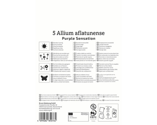 Emballage pour 5 bulbes d''Allium aflatunense Purple Sensation avec des informations sur l''emplacement, l''entretien et l''utilisation