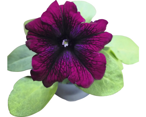 Pétunia en pot avec feuilles