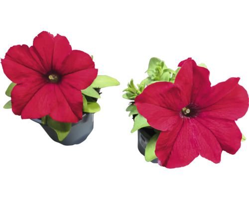 Deux pétunias en pot
