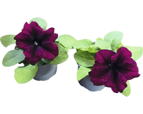 Deux pétunias en pot avec des fleurs rouge foncé et des feuilles vertes dans des pots