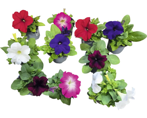 Hängepetunie FloraSelf® Petunia surfinia Ø 9 cm sortiert