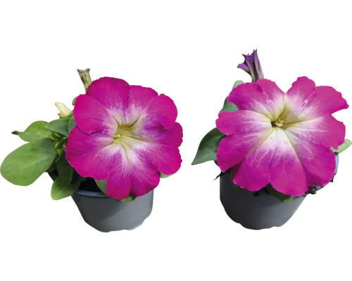 Deux pétunias en pot