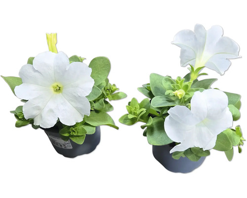 Deux pétunias en pot avec des fleurs blanches