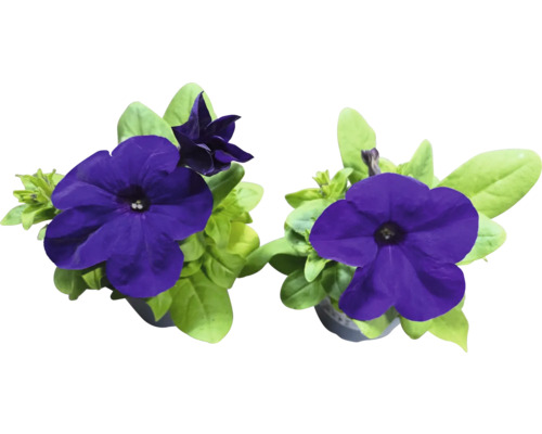 Pétunias avec feuilles