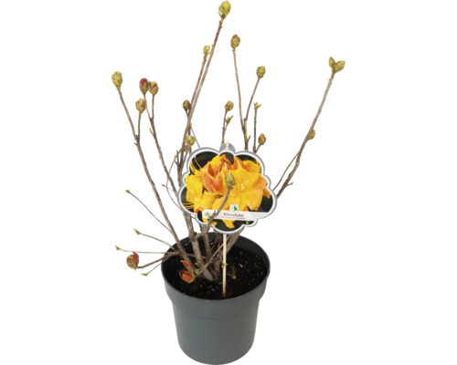 Rhododendron Klondyke en pot