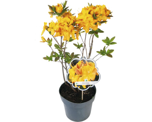 Rhododendron ''Klondyke'' en pot avec des fleurs jaunes.