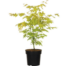 Érable japonais en pot