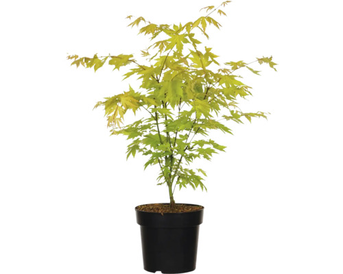 Érable japonais en pot