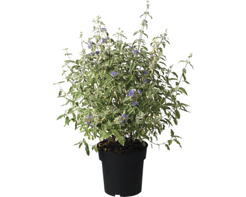 Arbuste à fleurs bleues en pot