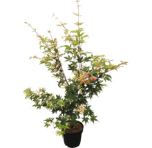 Érable japonais en pot