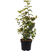 Faux-jasmin dans un pot