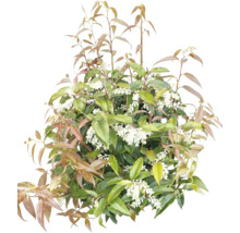 Spirée en ombelle avec feuilles et fleurs