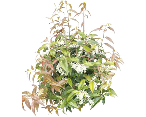 Schirmspiere mit Blättern und Blüten