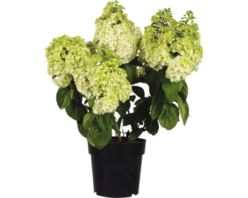 Hortensia paniculé en pot