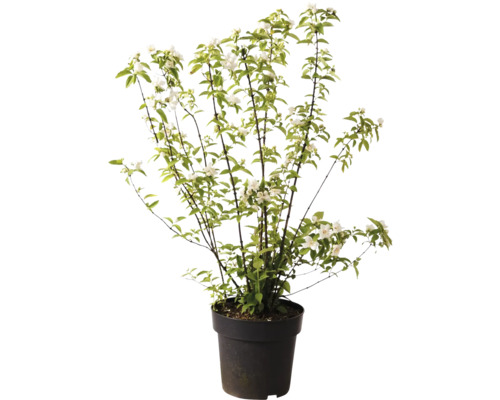 Pfeifenstrauch im Topf mit weißen Blüten und grünen Blättern