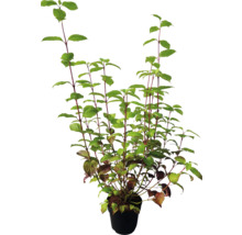 Rotholziger Hartriegel Sibirica 50-60 cm