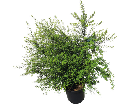 Strauch mit grünen Blättern im Topf