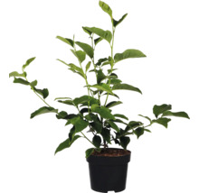 Zitronenbaum im Topf