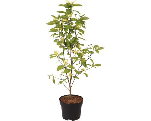 Magnolienbaum im Topf mit gelben Blüten und grünen Blättern