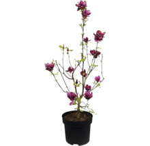 Magnolia en pot avec des fleurs pourpres