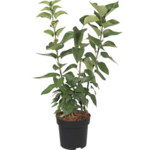 Plante ornementale en pot avec des feuilles vertes