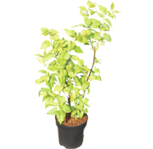 Bougainvillea Pflanze im Topf
