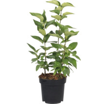 Edelflieder FloraSelf Syringa vulgaris 'Michel Buchner' H 40-60 cm Co 3 L, gefüllte, duftende Blüte