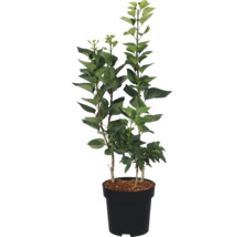 Citronnier en pot